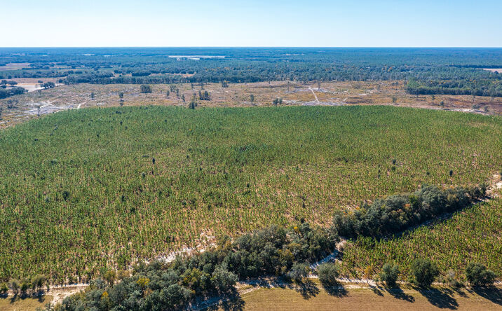 Pictures of Land property located at SW 282nd St, Newberry, FL 32669 for sales - image #1