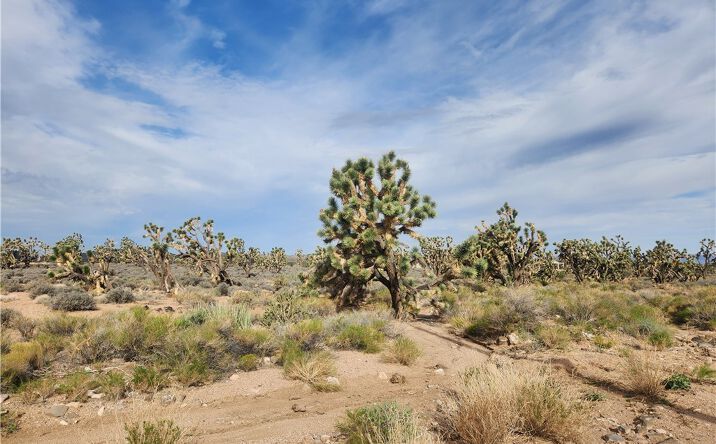 Pictures of Land property located at 26601 Bullhead, Meadview, AZ 86444 for sales - image #1