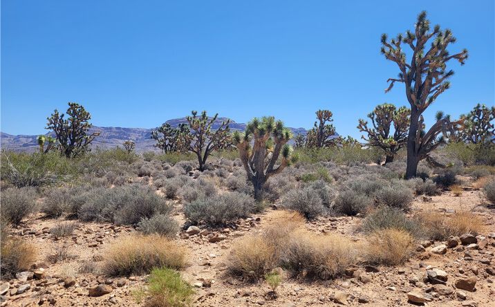 Pictures of Land property located at 26776 N Yucca Rd, Meadview, AZ 86444 for sales - image #1