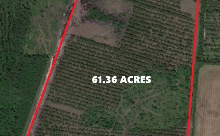 Pictures of Land property located at 4148 Old Dothan Rd, Tabor City, NC 28463 for sales - image #1