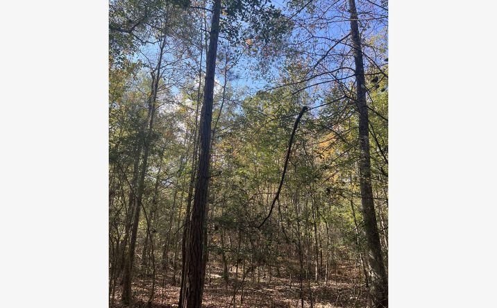 Pictures of Land property located at Gore Store Rd, Kountze, TX 77625 for sales - image #1