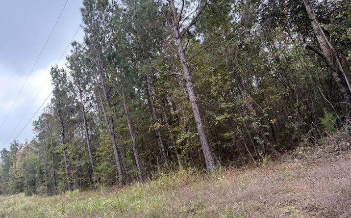 Pictures of Land property located at TBD Miller County 158, Bradley, AR 71834 for sales - image #1