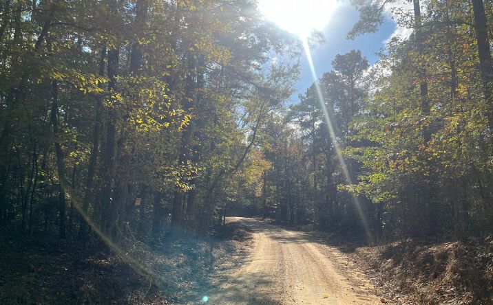 Pictures of Land property located at County Road 56, Carrollton, MS 38917 for sales - image #1
