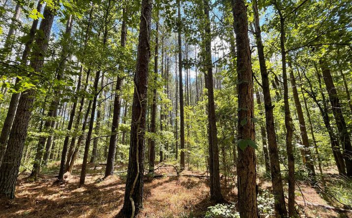 Pictures of Land property located at Hwy 7, Grenada, MS 38901 for sales - image #1