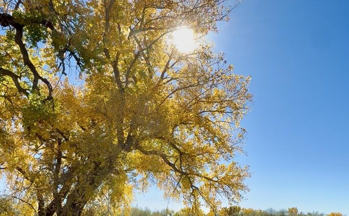 Pictures of Land property located at XX ROAD 4599, Blanco, NM 87412 for sales - image #1