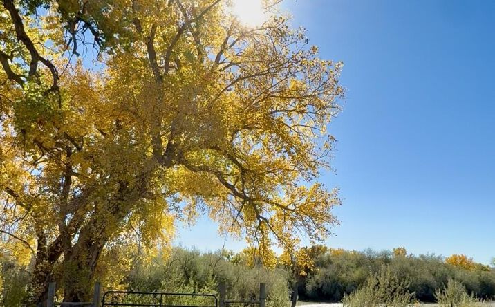 Pictures of Land property located at XX ROAD 4599, Blanco, NM 87412 for sales - image #1