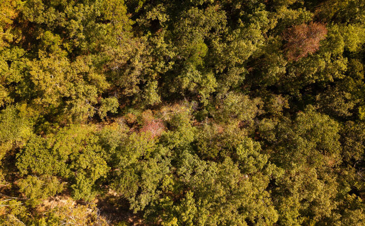 Pictures of Land property located at TBD Forrest Drive, Houston, MO 65483 for sales - image #1