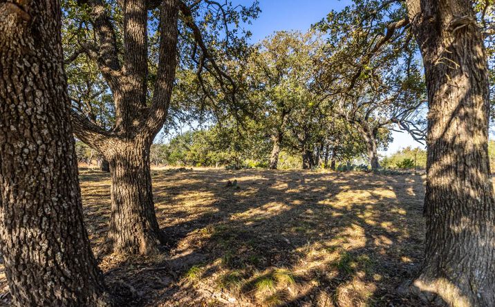 Pictures of Land property located at 1260 County Road 2001, 126813, TX 76550 for sales - image #1