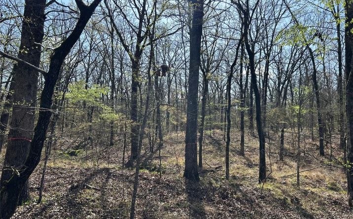 Pictures of Land property located at 000 FM 410 S, 124073, TX 75417 for sales - image #1