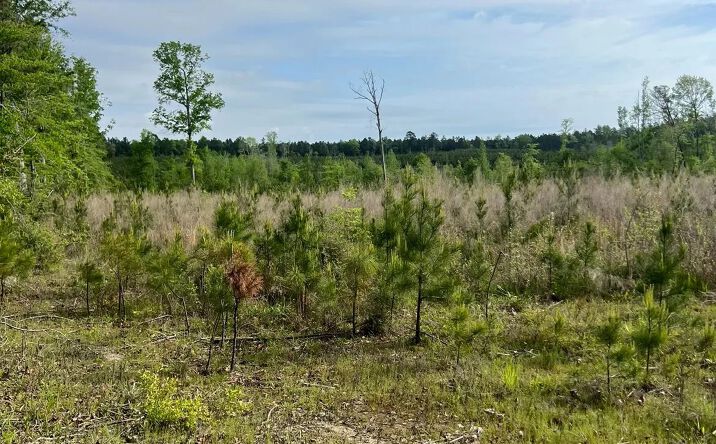 Pictures of Land property located at Century Loop Road, 49835, LA 71226 for sales - image #1
