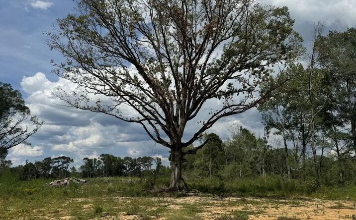 Pictures of Land property located at Busy Corner Road, 69546, MS 39638 for sales - image #1