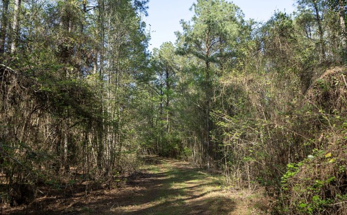 Pictures of Land property located at Shortstraw Road, 49864, LA 71270 for sales - image #1