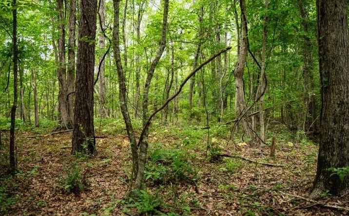 Pictures of Land property located at 7398 Amon Hill Road, 49429, LA 71220 for sales - image #1