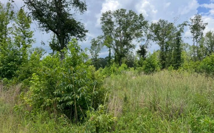 Pictures of Land property located at 000 Mondy Road, 51901, LA 71270 for sales - image #1