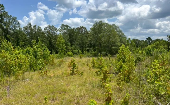 Pictures of Land property located at 0 Madden Road, 51901, LA 71270 for sales - image #1