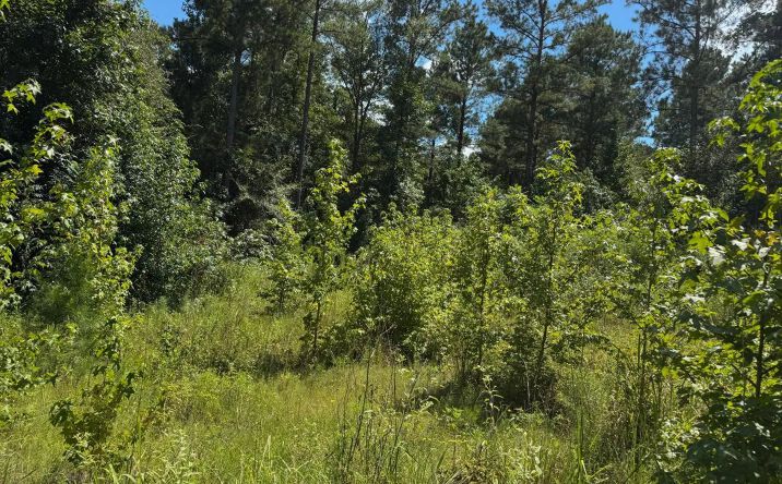 Pictures of Land property located at Sanford Road, 50135, LA 71251 for sales - image #1