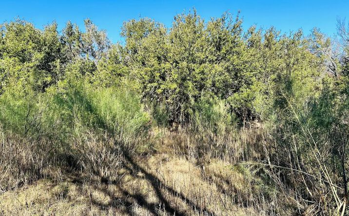 Pictures of Land property located at TBD Hwy 206, 124628, TX 76437 for sales - image #1