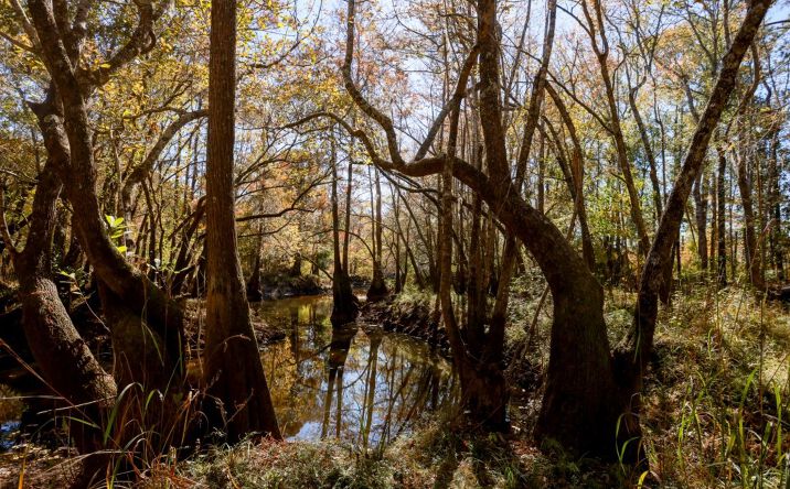 Pictures of Land property located at Twin Forks Rd/Martin Rd, Statesboro, GA 30458 for sales - image #1