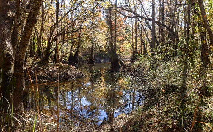 Pictures of Land property located at Twin Forks Rd/Martin Rd, Statesboro, GA 30458 for sales - image #1