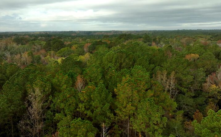Pictures of Land property located at Twin Forks Rd/Martin Rd, Statesboro, GA 30458 for sales - image #1