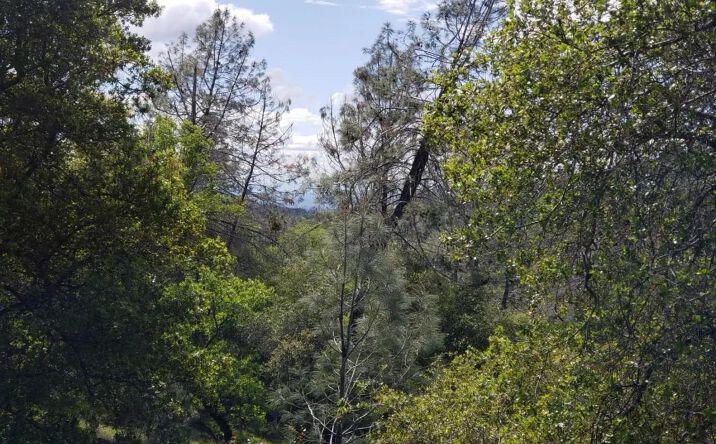 Pictures of Land property located at 00 Eagle Nest Way, 13973, CA 95962 for sales - image #1