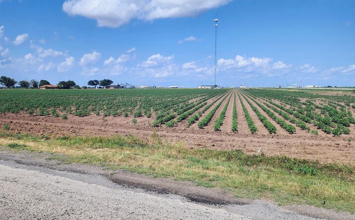 Pictures of Land property located at TBD Loop 570, 129906, TX 76957 for sales - image #1