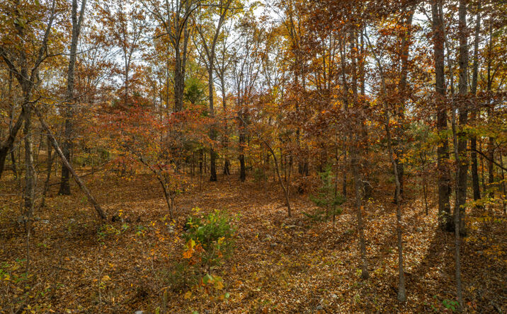 Pictures of Land property located at Lot 28 County Rd 555C, Sycamore, MO 65760 for sales - image #1