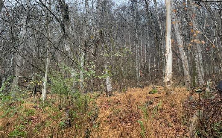 Pictures of Land, Multifamily property located at TBD N Fork River Rd, Abingdon, VA 24210 for sales - image #1