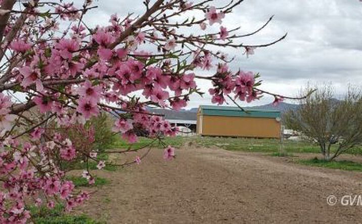 Pictures of Land property located at 13915 N US Hwy 70, Fort Thomas, AZ 85536 for sales - image #1
