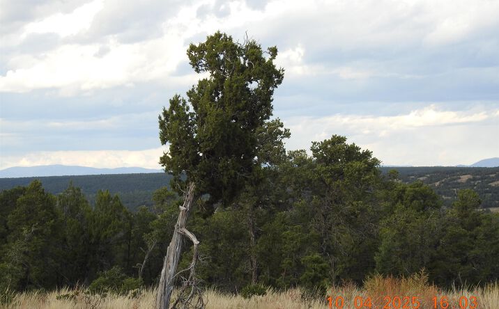 Pictures of Land property located at 129 Tierra De Dios, Rowe, NM 87562 for sales - image #1