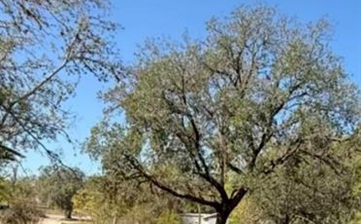 Pictures of Land property located at 409 Harl St, Pleasanton, TX 78064 for sales - image #1