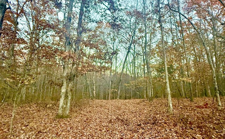 Pictures of Land property located at Deepwoods Rd, Sewanee, TN 37375 for sales - image #1