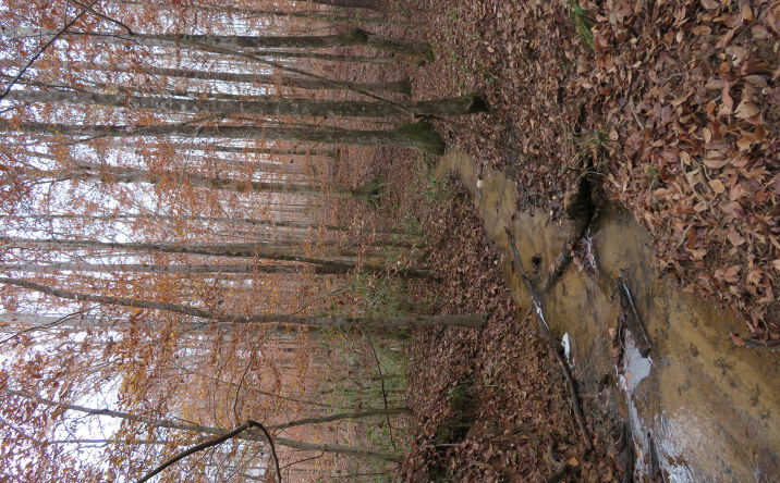 Pictures of Land property located at Old Spring Rd, Cuthbert, GA 39840 for sales - image #1