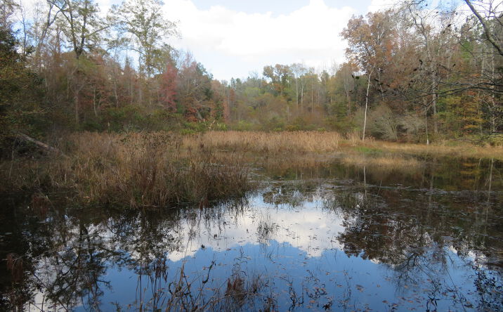 Pictures of Land property located at Goolsby Rd, Ellaville, GA 31806 for sales - image #1