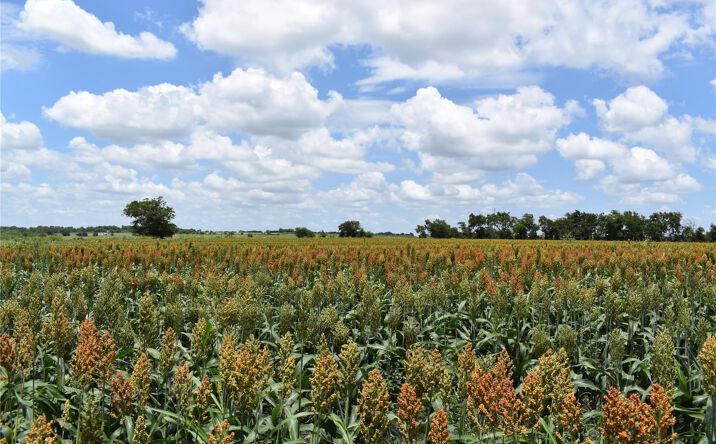 Pictures of Land property located at TBD County Road 109, Buckholts, TX 76518 for sales - image #1