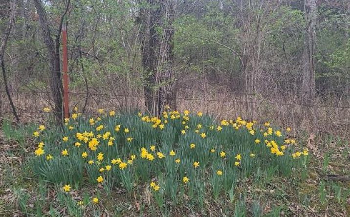 Pictures of Land property located at Margaret Drive, Lincoln, MO 65338 for sales - image #1