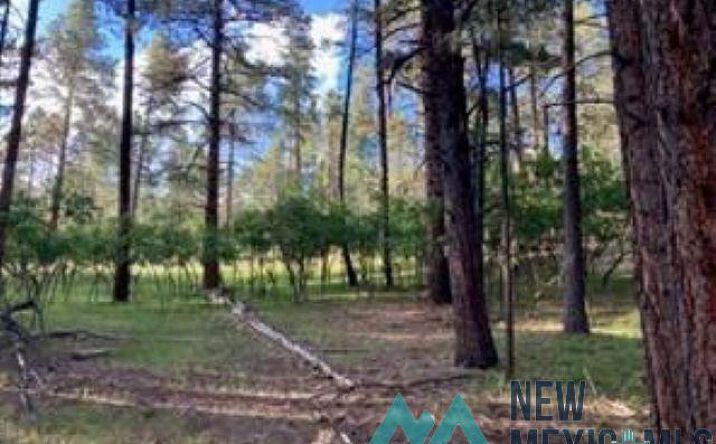 Pictures of Land property located at TBD Waterline Road Road, Chama, NM 87520 for sales - image #1
