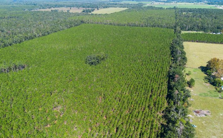 Pictures of Land property located at 221st Rd, Live Oak, FL 32060 for sales - image #1