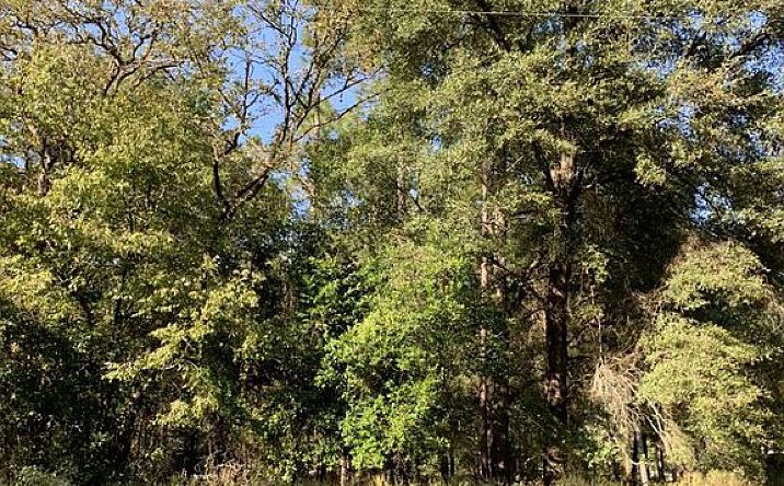 Pictures of Land property located at 12 Se Earl Blvd Lot 73-75, Branford, FL 32008 for sales - image #1