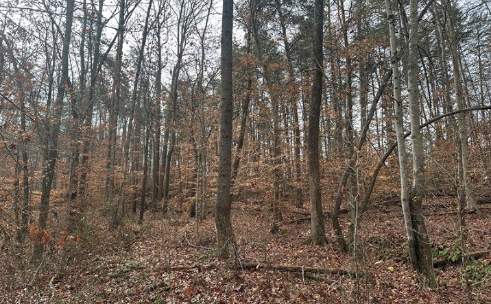 Pictures of Land property located at Leda Rd, Nathalie, VA 24577 for sales - image #1