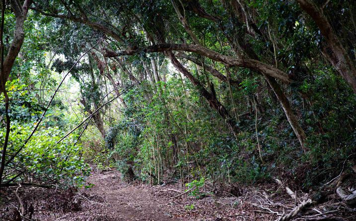 Pictures of Land property located at 0 Malaihi Rd, Wailuku, HI 96793 for sales - image #1