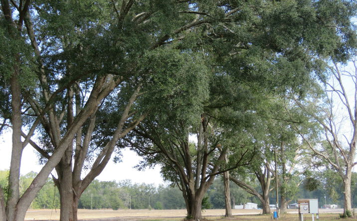 Pictures of Land property located at 49th Rd, O'Brien, FL 32008 for sales - image #1