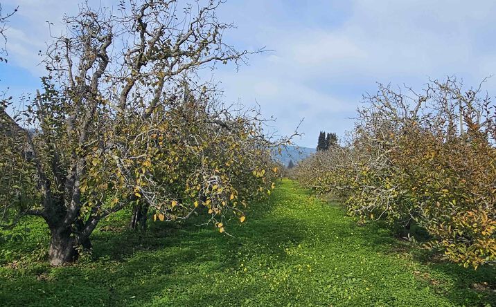 Pictures of Land property located at 0 Varni Rd Corralitos, Corralitos, CA 95076 for sales - image #1