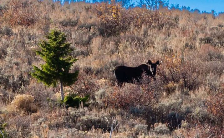 Pictures of Land property located at TBD County Road 249, Rifle, CO 81650 for sales - image #1