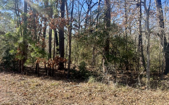 Pictures of Land property located at TBD Hackberry Dr, Livingston, TX 77351 for sales - image #1