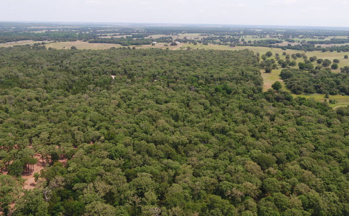Pictures of Land property located at county road 237 milano, null, US null for sales - image #1