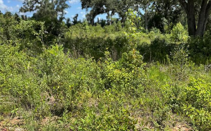Pictures of Land property located at 5125 Kinderlou Clyattville Road, Valdosta, GA 31601 for sales - image #1