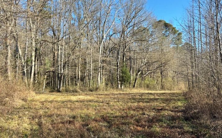 Pictures of Land property located at 00 Coon Creek Rd, Carthage, MS 39051 for sales - image #1