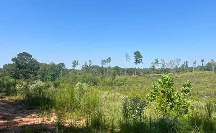 Pictures of Land property located at Wilkerson Property-North, Louin, MS 39338 for sales - image #1