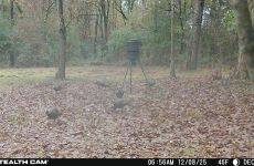 29490231